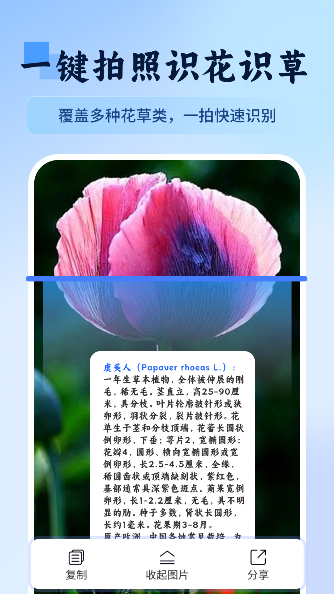 万物识图快拍易识别截图2