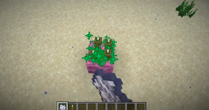 我的世界珊瑚有哪些特点