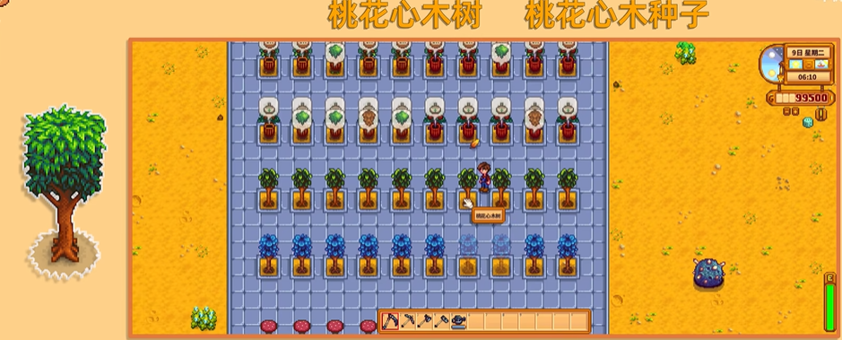 星露谷物语桃花心木长什么样