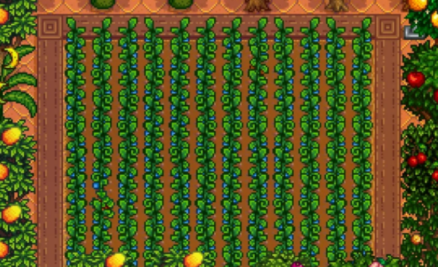 星露谷物语温室种什么