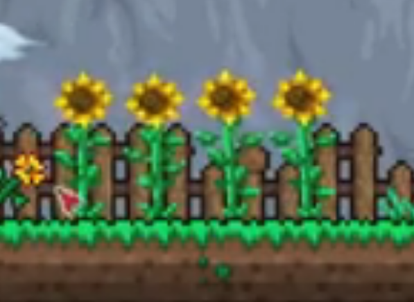 泰拉瑞亚向日葵有什么效果