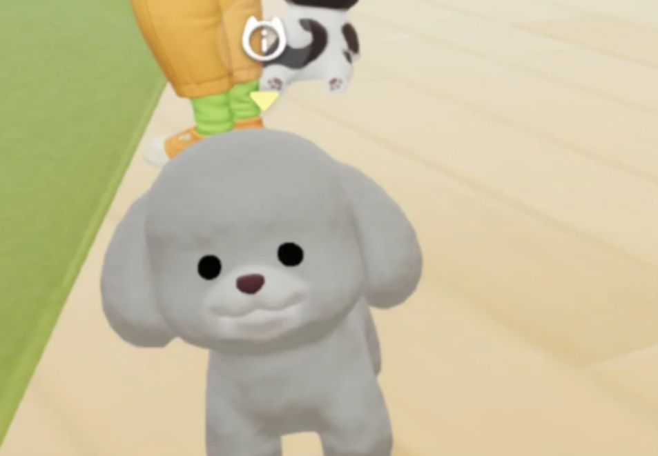 心动小镇如何养小狗