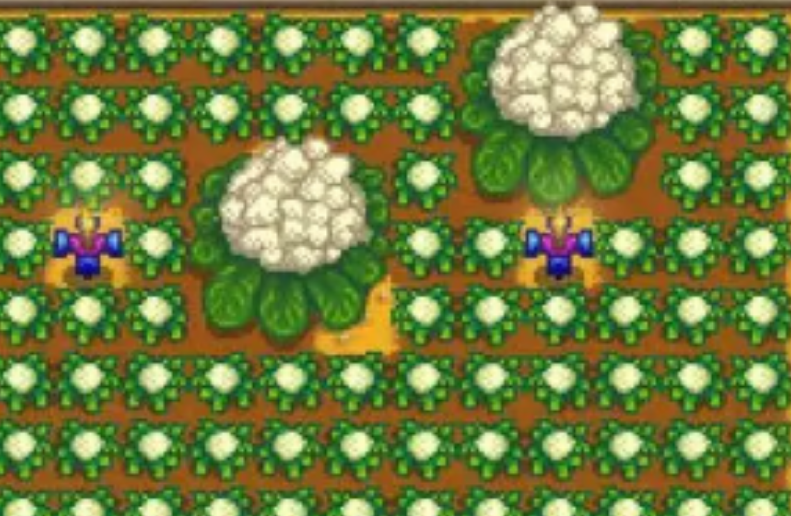 星露谷物语巨大作物有什么用处