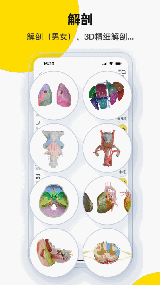 3dbody解剖截图3