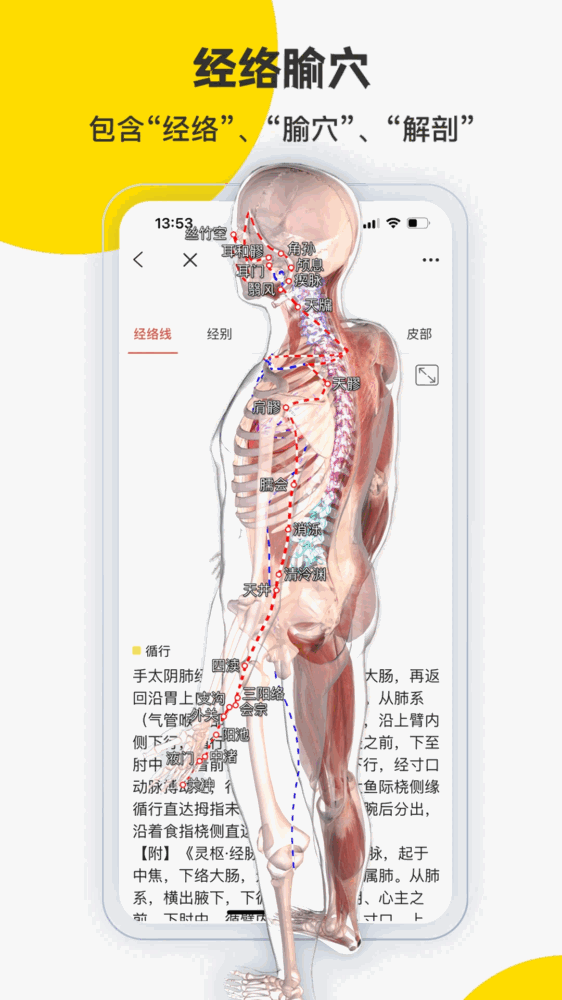 3dbody解剖截图4